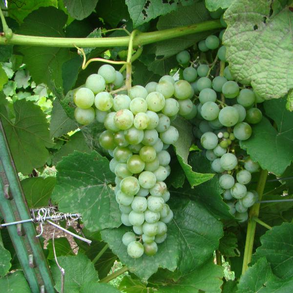 White Grapes (Chardonnay)