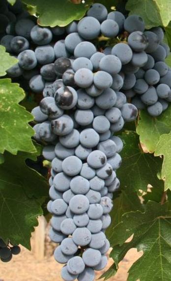 Red Grapes (Cabernet)